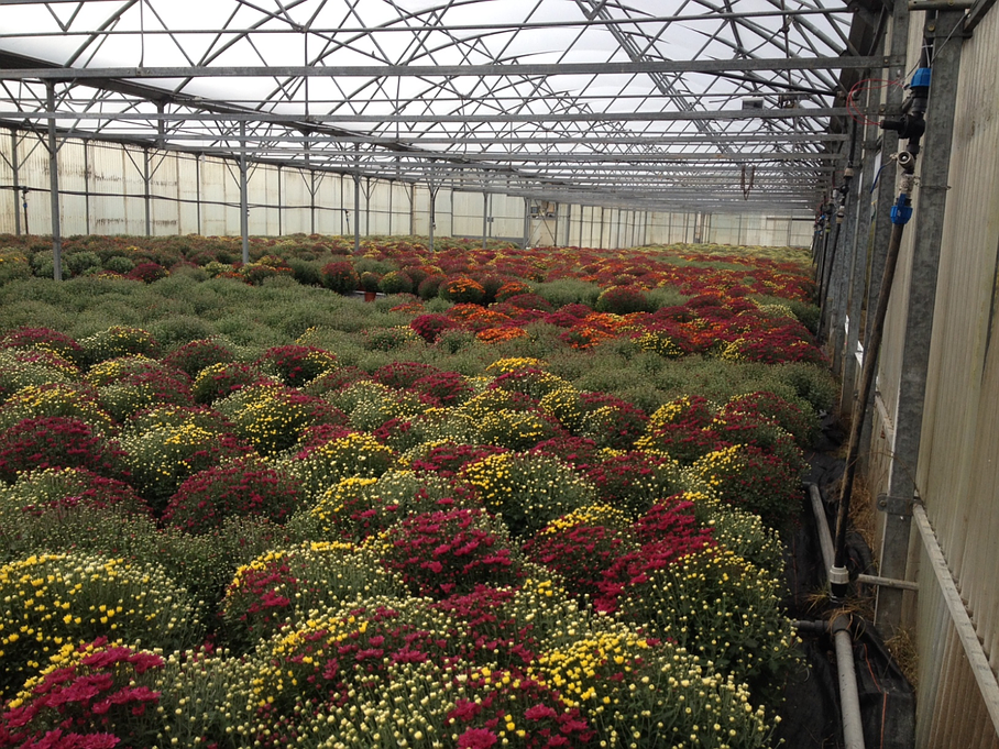 Production de végétaux - Au Jardin de la Pensée à Nonville Production de végétaux - Au Jardin de la Pensée à Nonville
